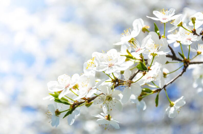 氷川きよし・過去の紅白から見える選曲傾向のイメージ画像
